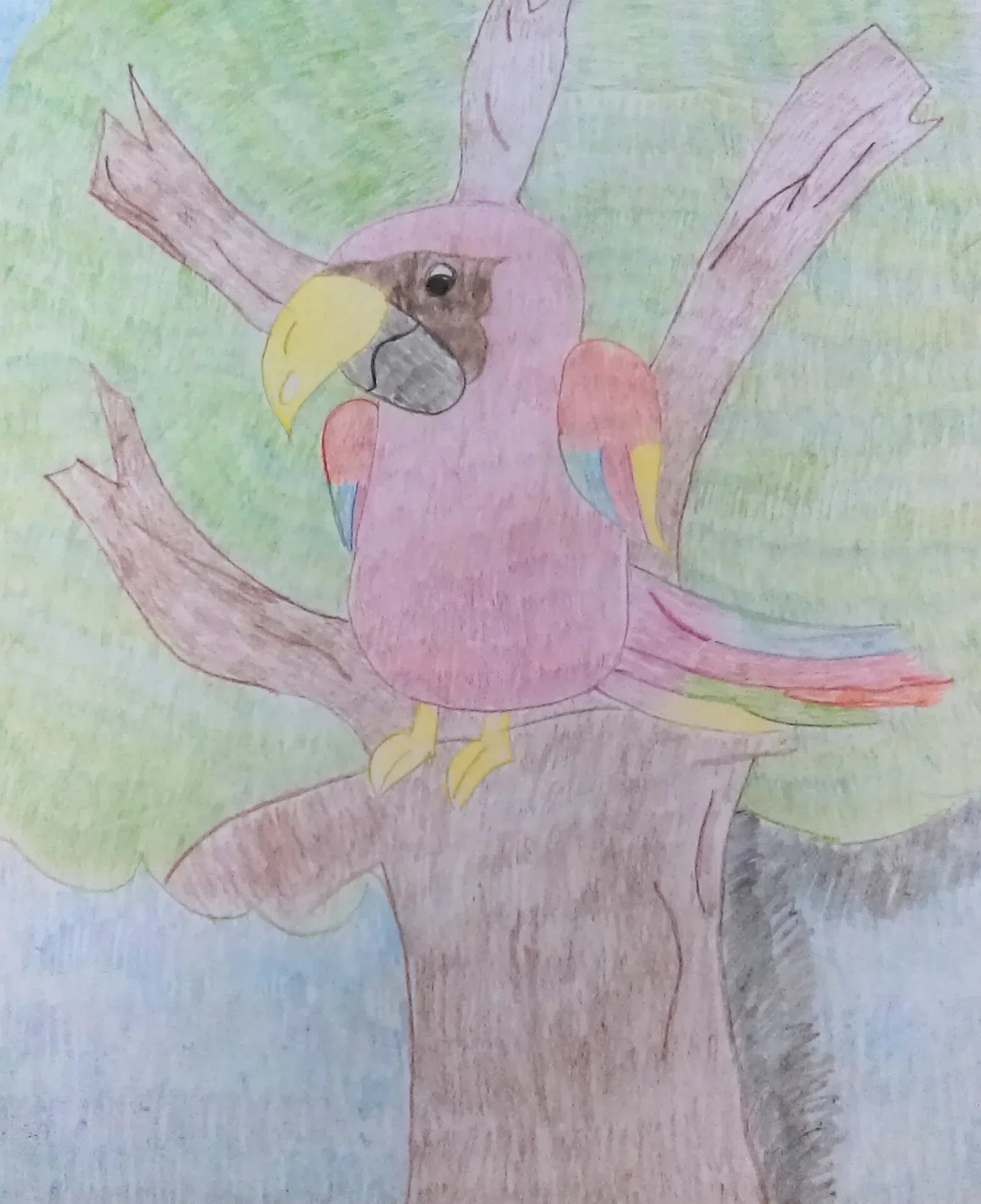 drawing of a colorful bird perched in a tree